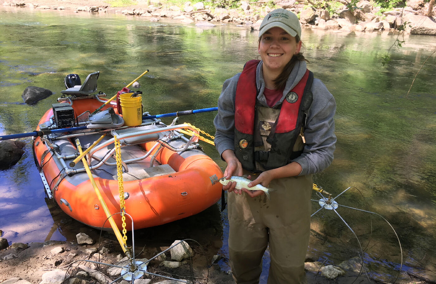 Mary Genovese of DNR with blueback herring